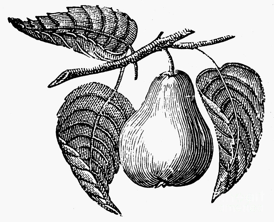 Pearadiddle11057