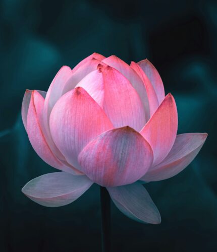 Pink lotus flower opening