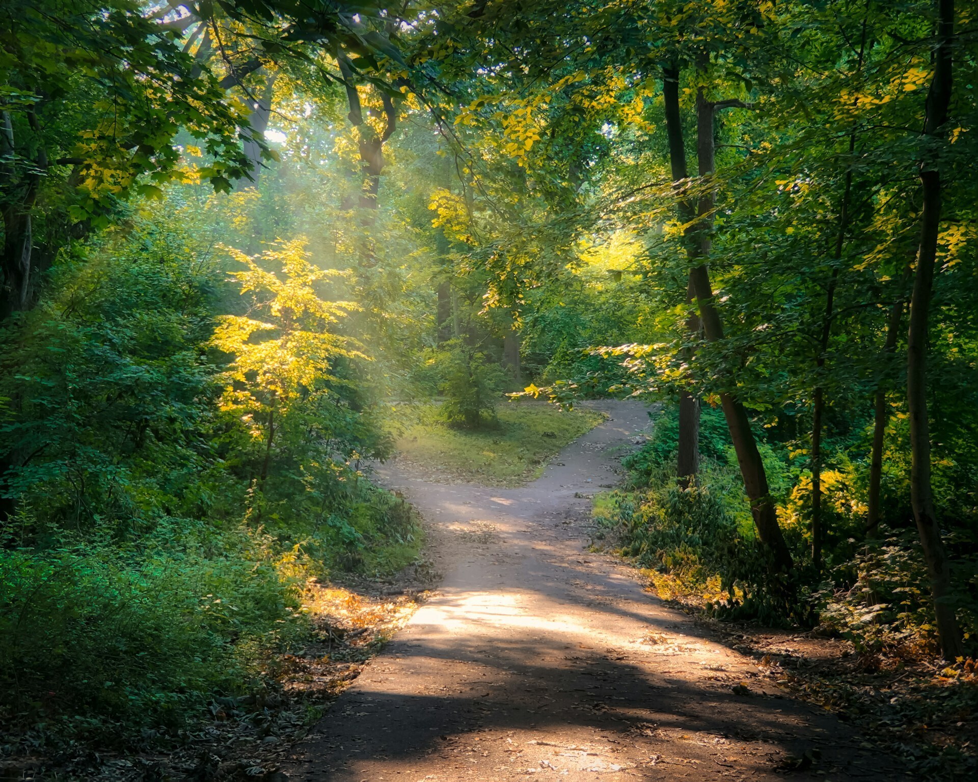A diverging dirt path in the woods surrounded by trees in filtered sunlight