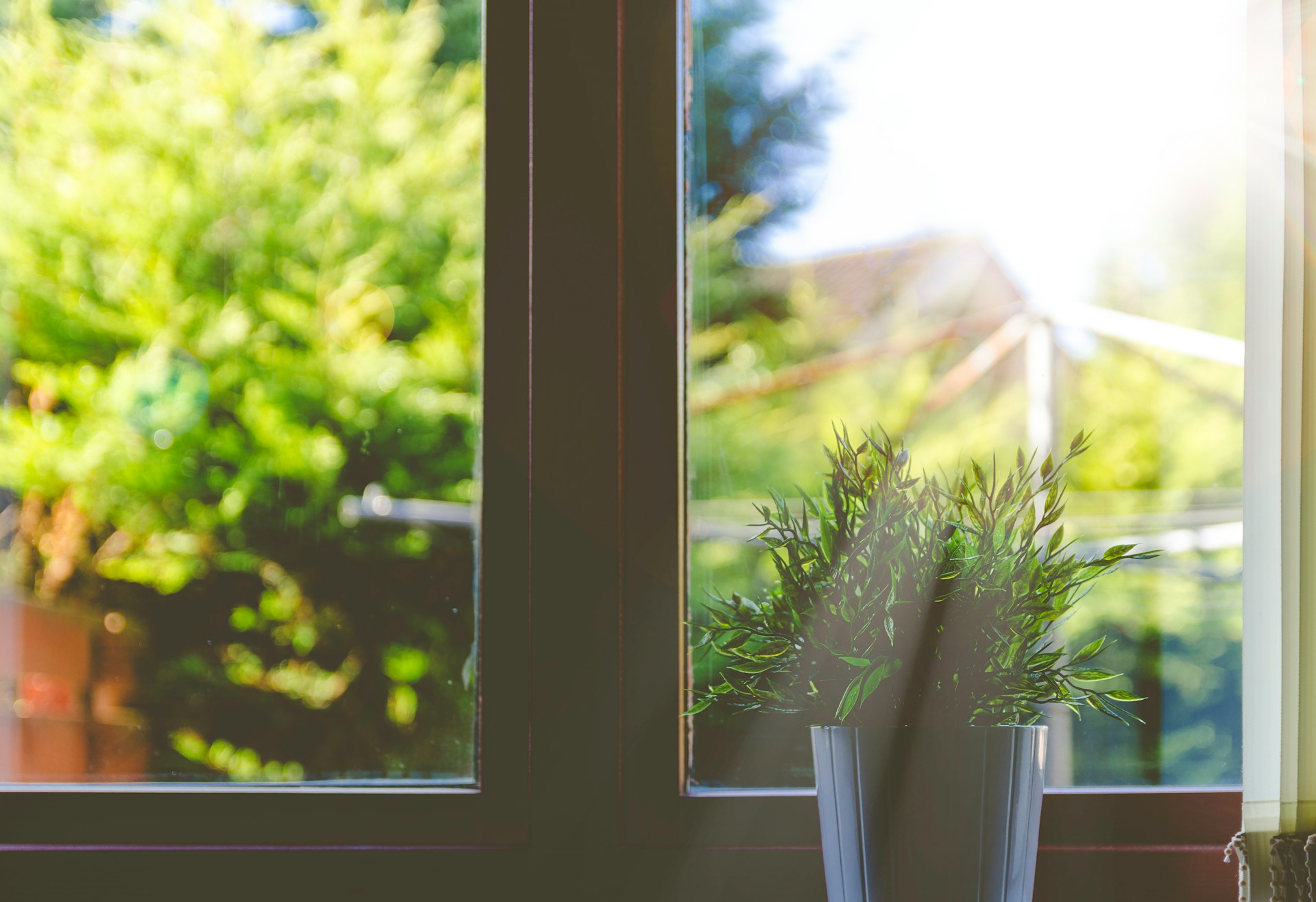 small plant in a windowsill