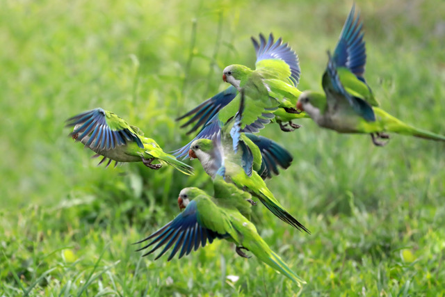 Flock of flying birds. Green and blue parrots stand out in group flight.