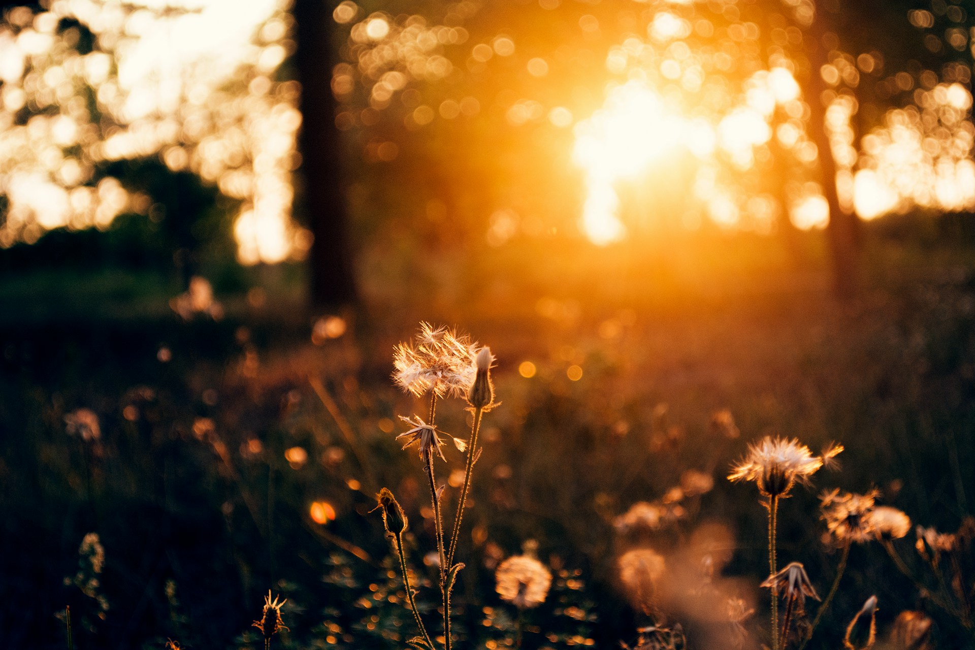 Golden sunlight filtering through trees and illuminating small flowers in a meadow