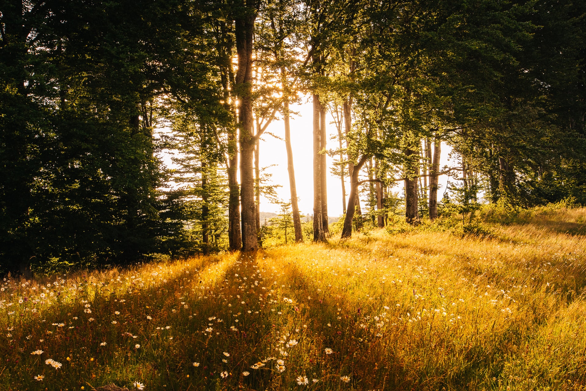 Golden light pouring through a gap in a cluster of trees, illuminating a patch of golden grass and wildflowers.