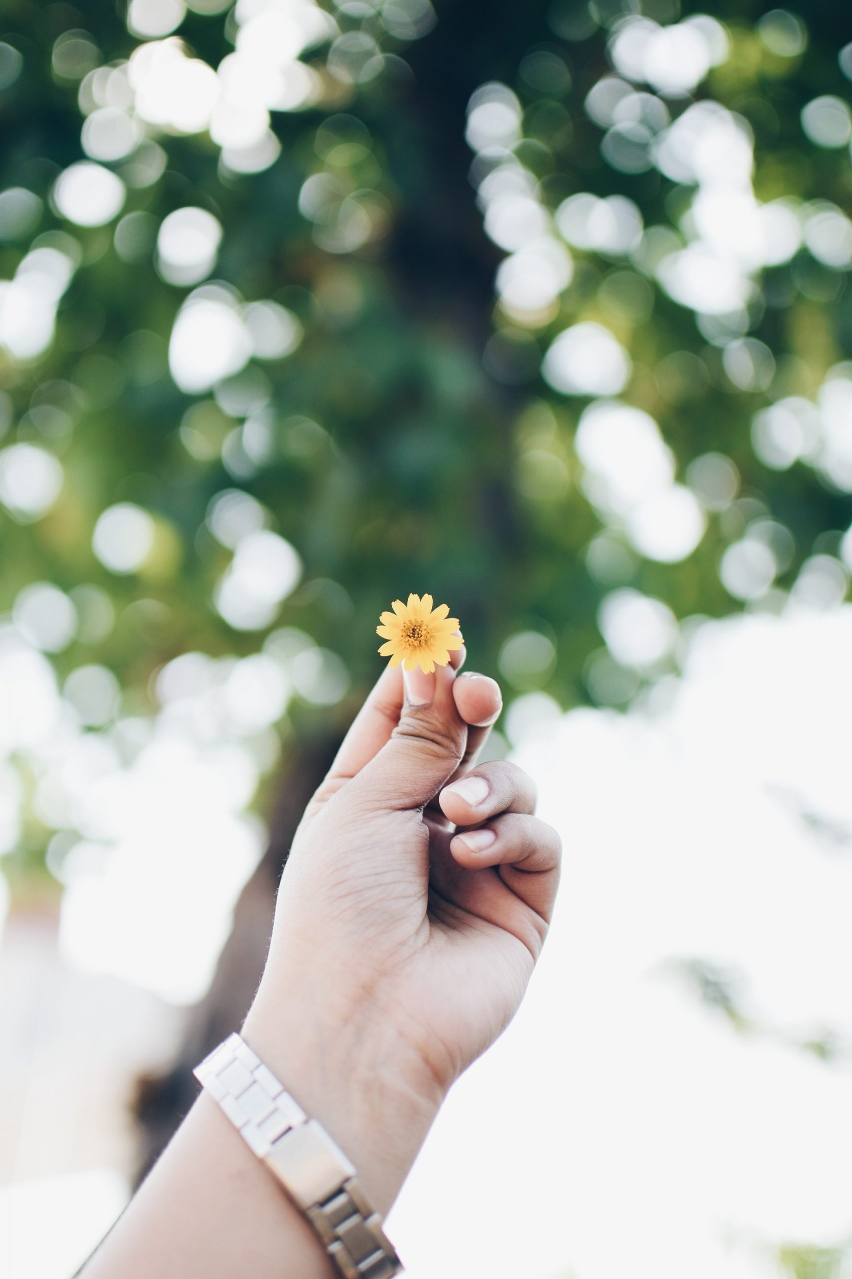 close up of a person's hand holding a small yellow flower