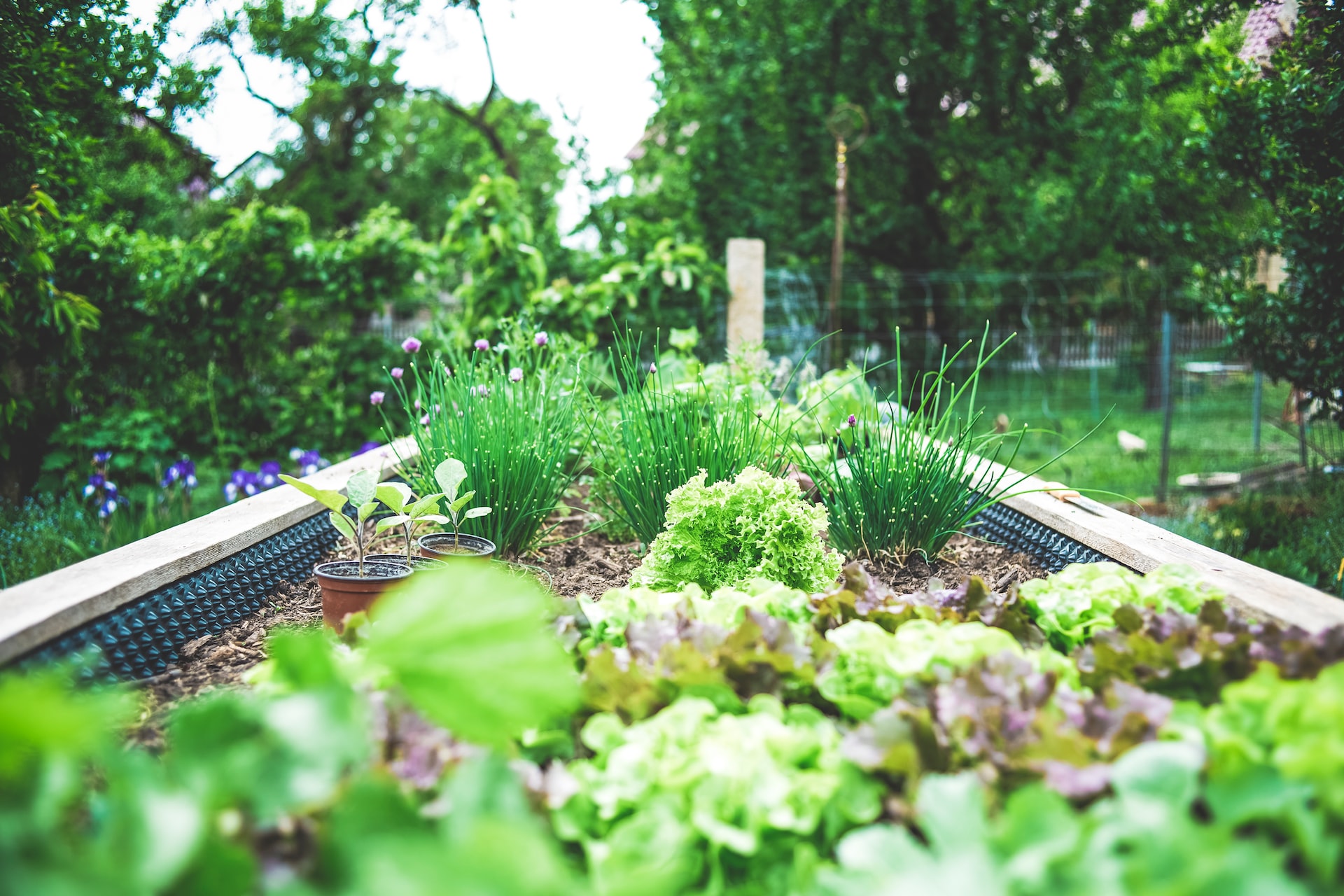 A small backyard raised garden bed with herbs and lettuces