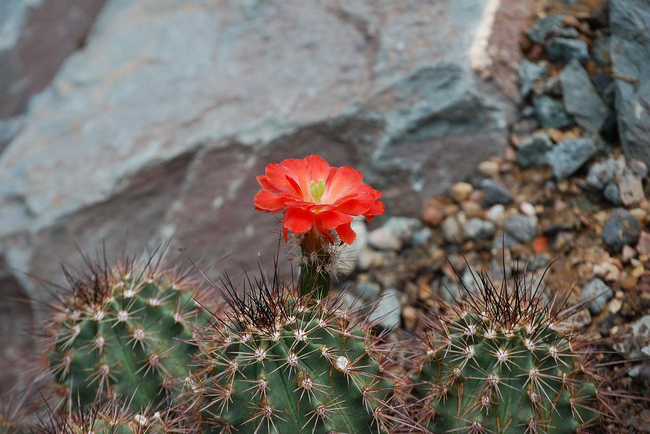 red, flower, rock, cactus