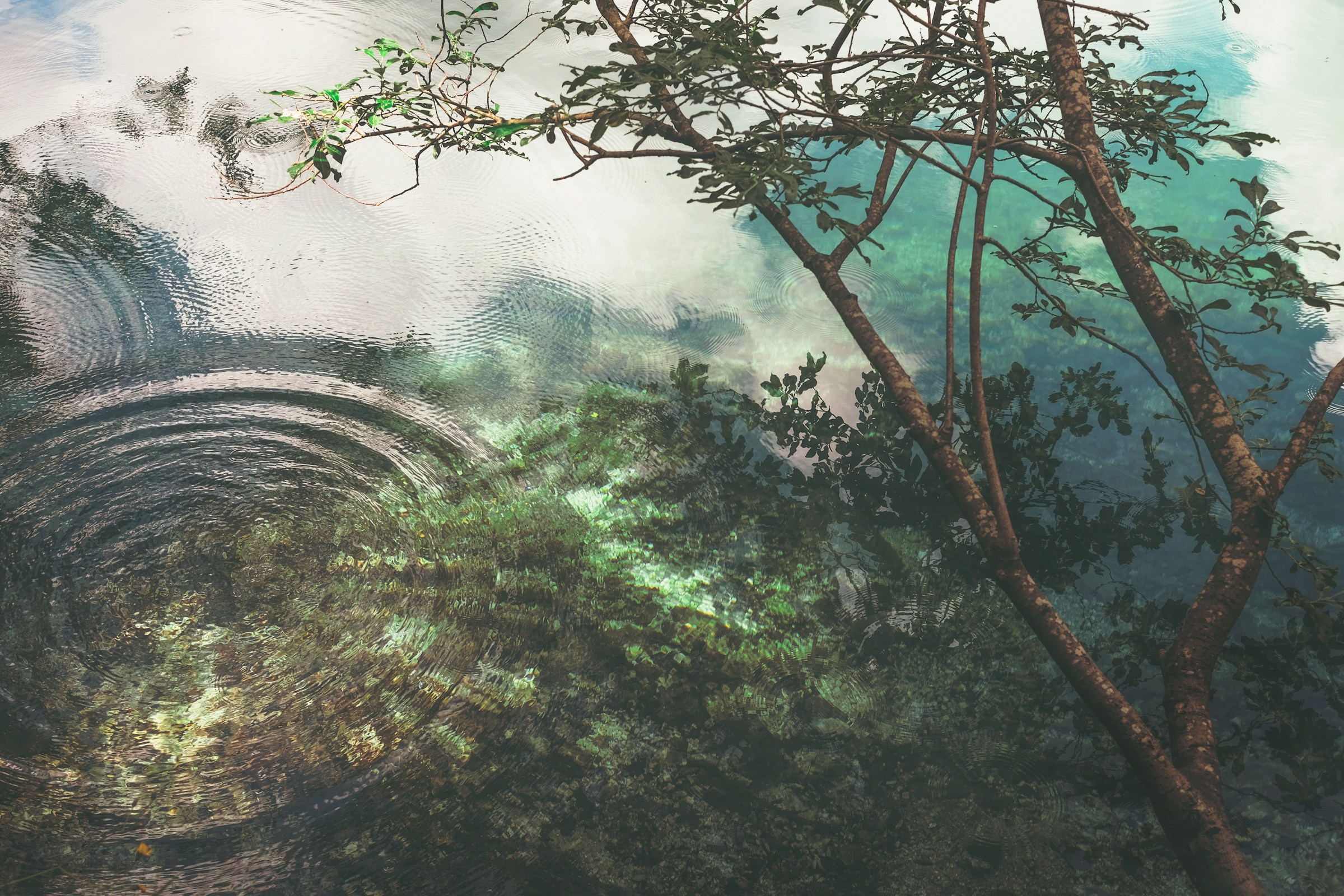 Reflection of trees in a pool of water with ripples