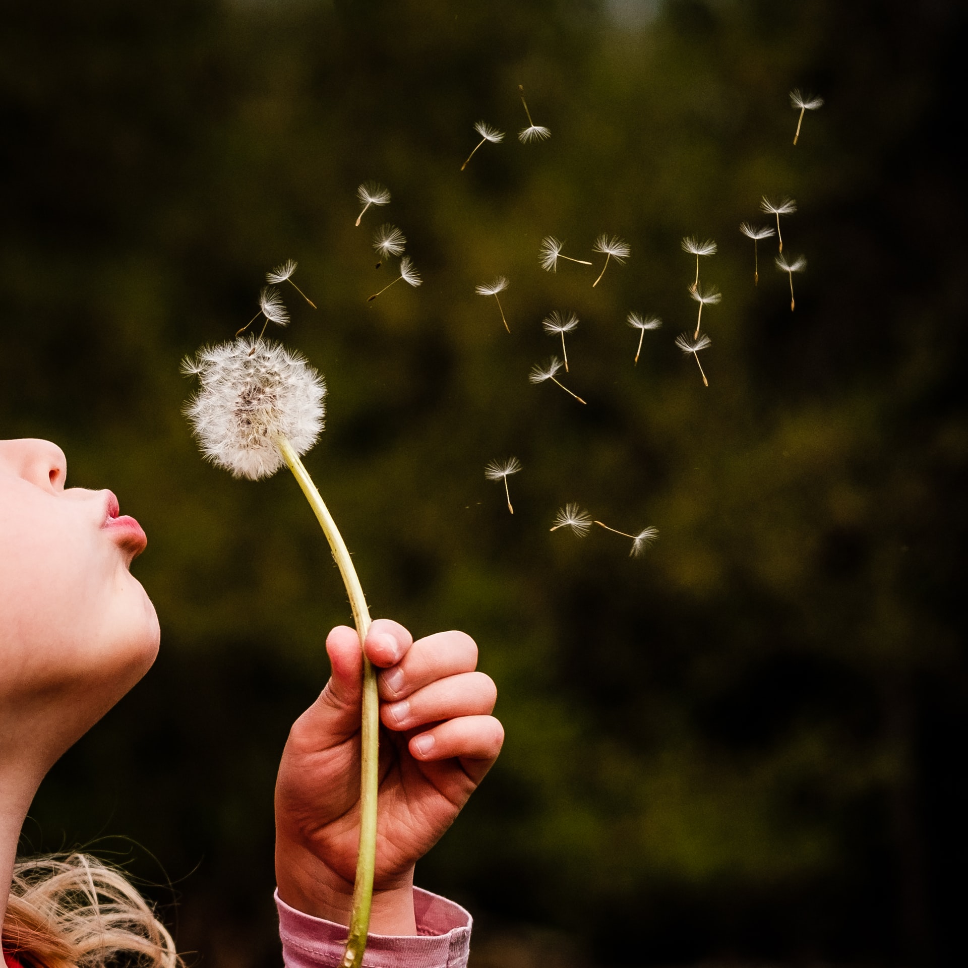 a person holding and blowing on a white dandelion flower