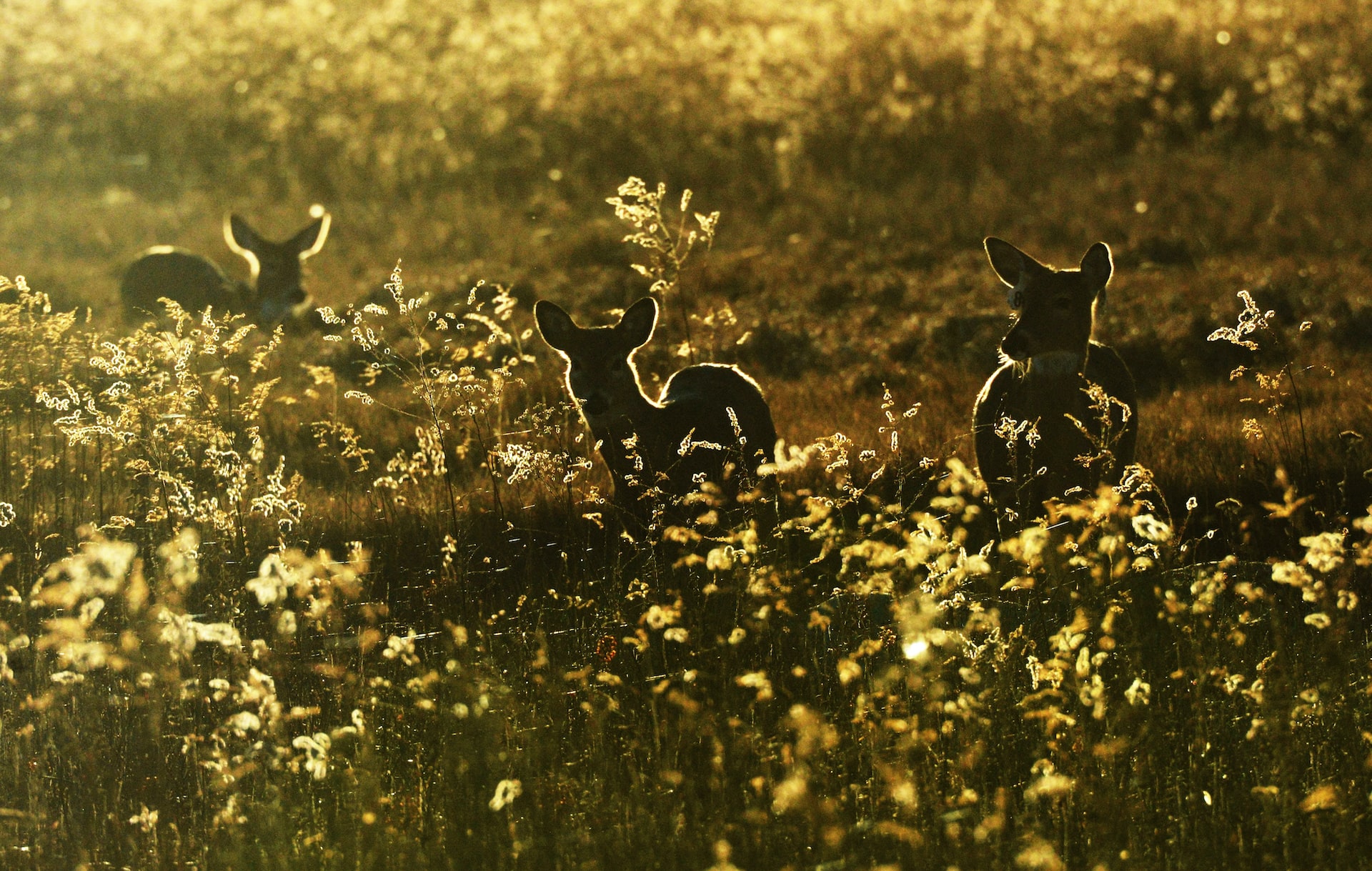 A trio of deer in a field of tall wispy grasses, backlit by the golden light of the late afternoon sun.