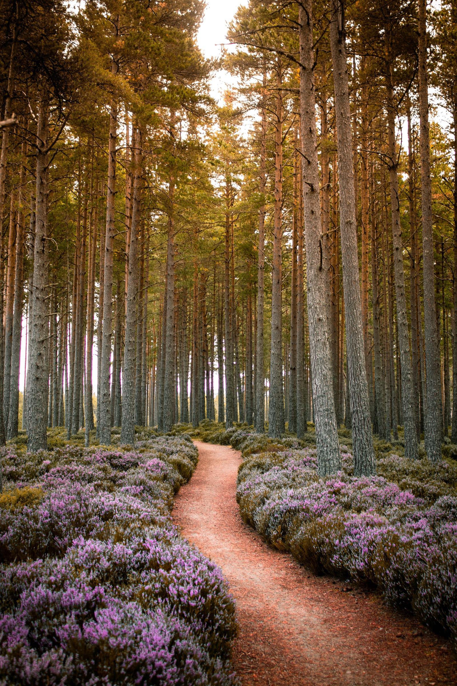 A dirt path through a forest of tall, narrow trees