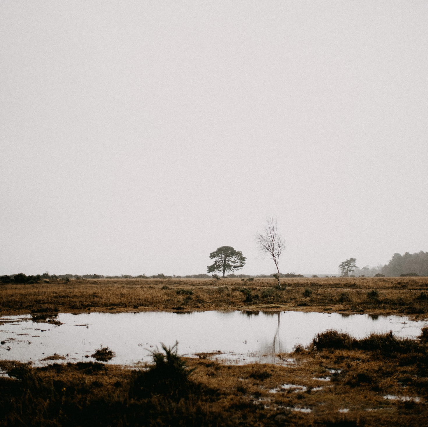brown grassy field with large puddle and a few trees against a misty grey sky