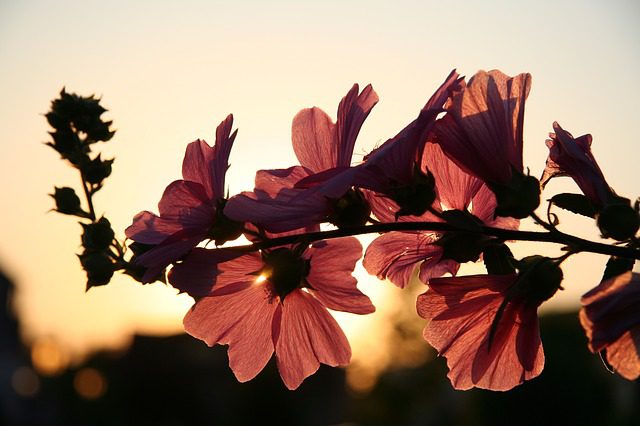 Pink blossoms in the evening against a setting sun.