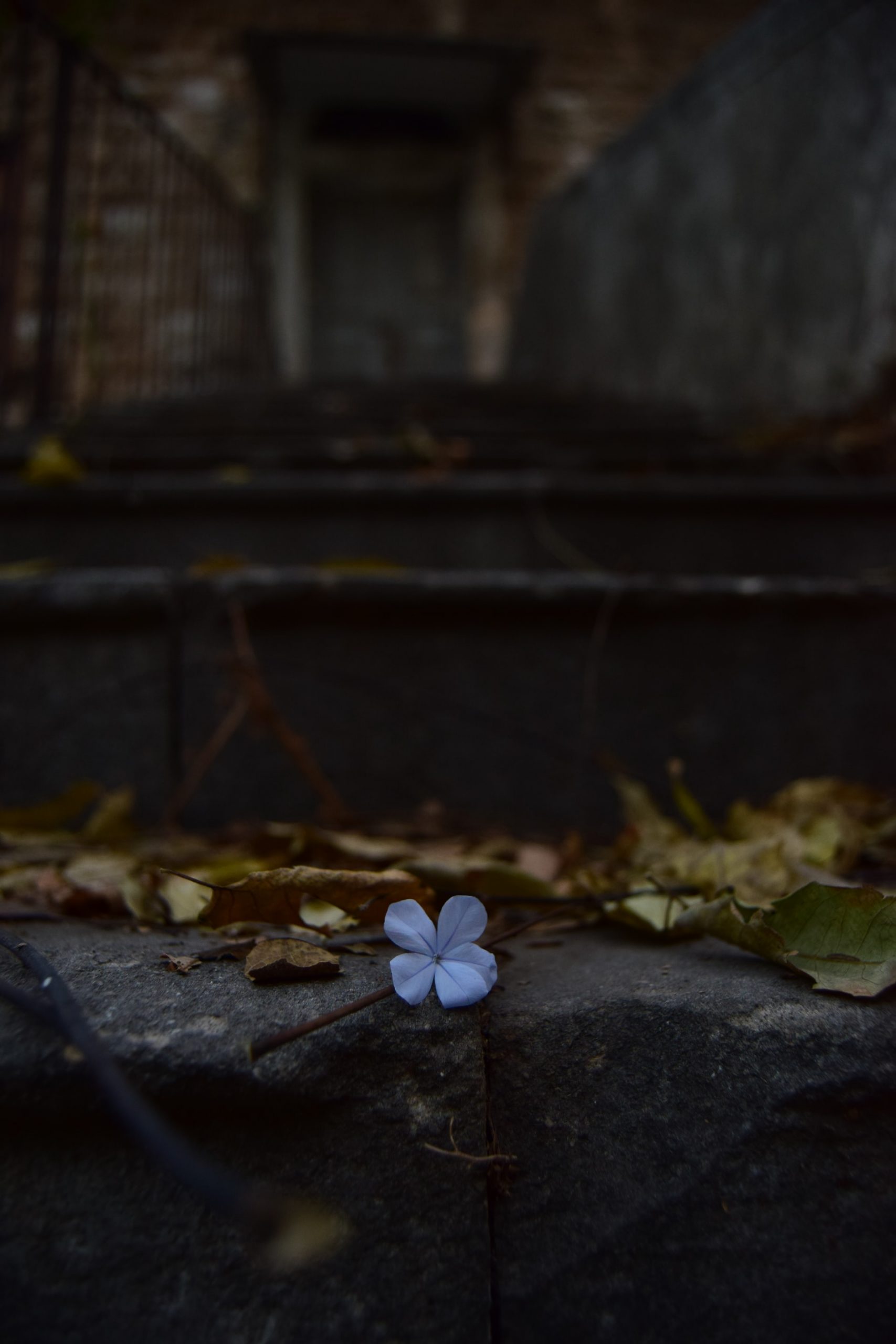 a lone light purple flower laying atop old stone steps covered with dead leaves