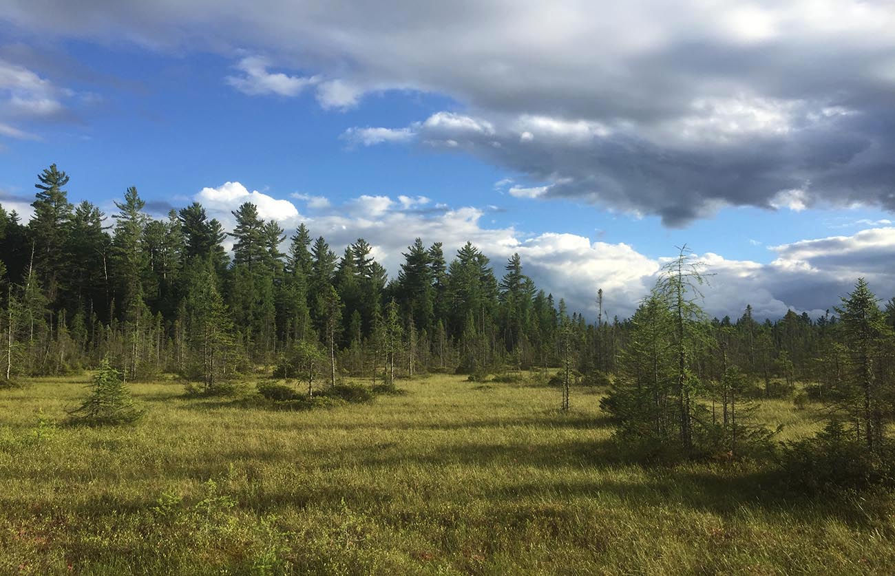A verdant bog with evergreens and a cloud-filled sky