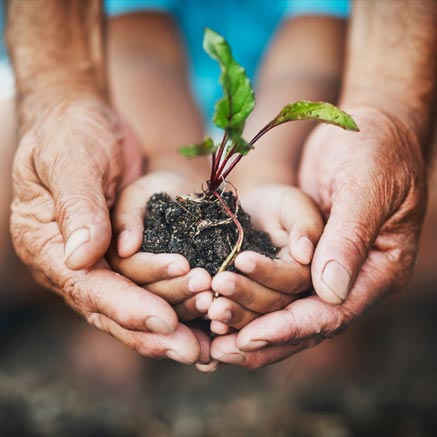 hands-sprout-growth