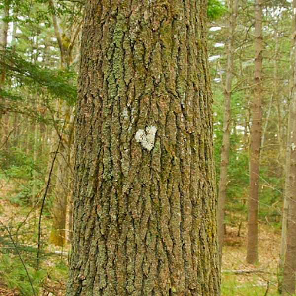 white fungus on a tree that looks like a heart