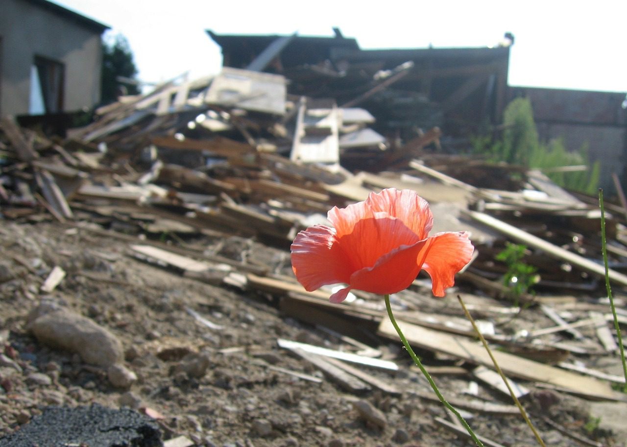 A pink poppy in the foreground. Behind is an area of rubble.