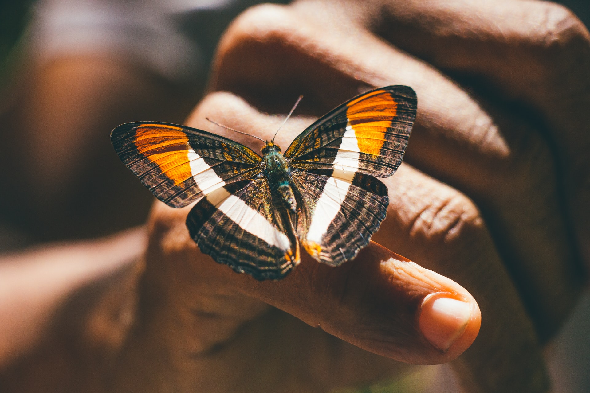 brown, black and orange butterfly on persons hand