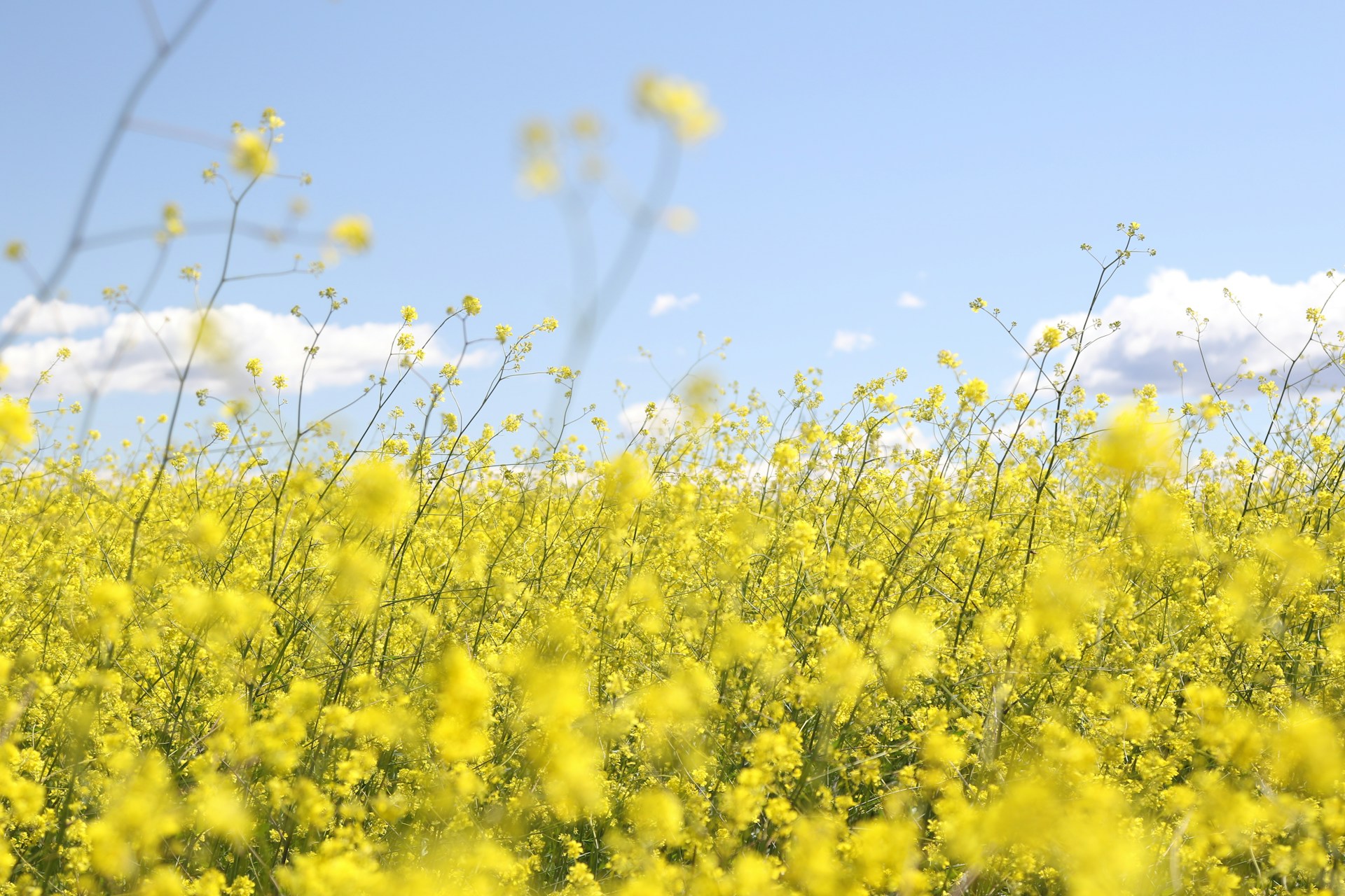 yellow flowers against a bright blue sky