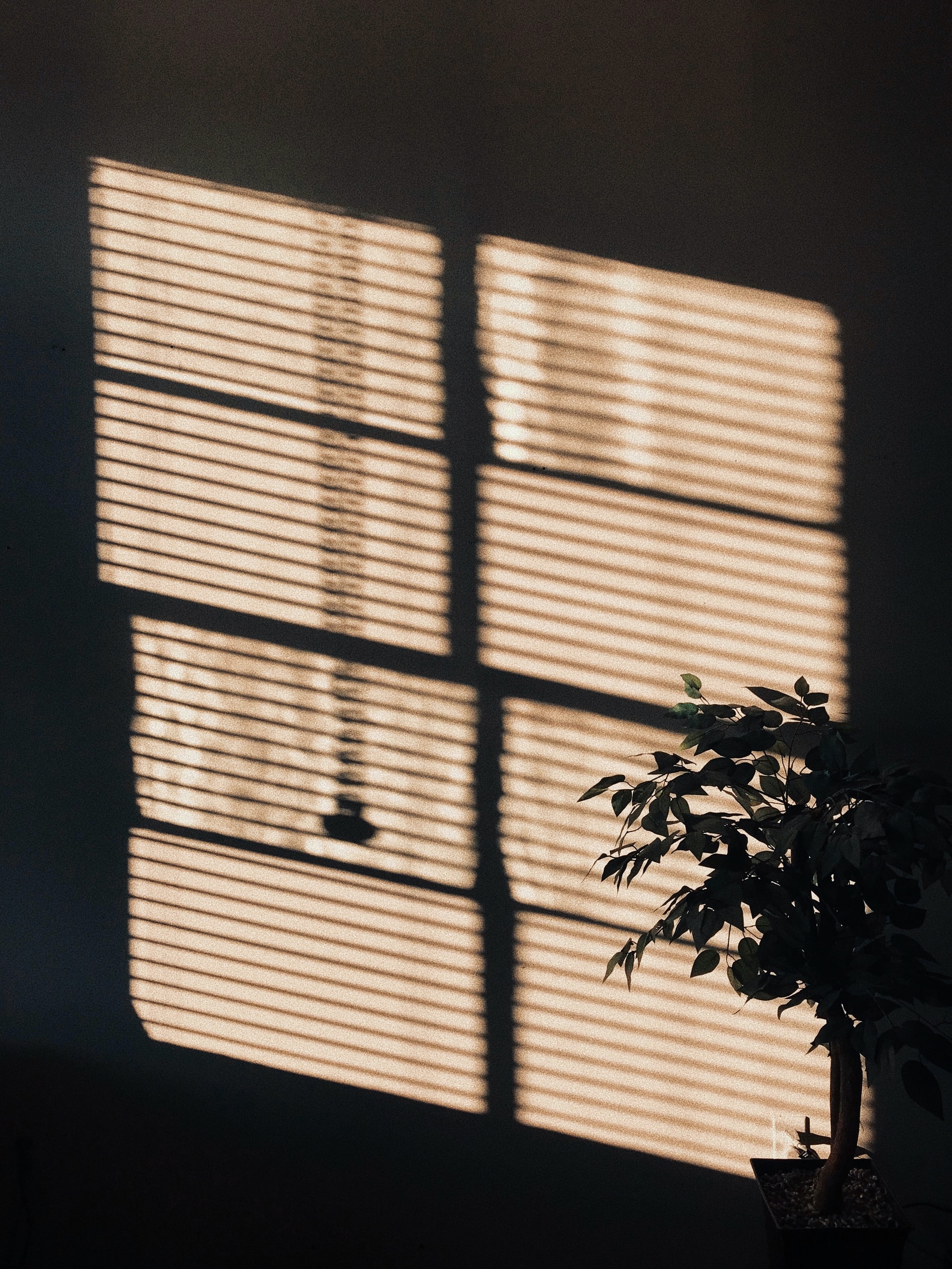 shadow of window and blinds on a dark wall with a silhouetted house plant