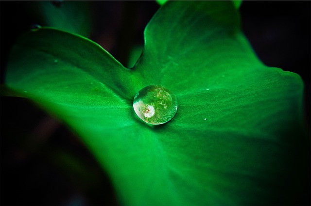 A single dew drop reflecting a dandelion sits on a green leaf.