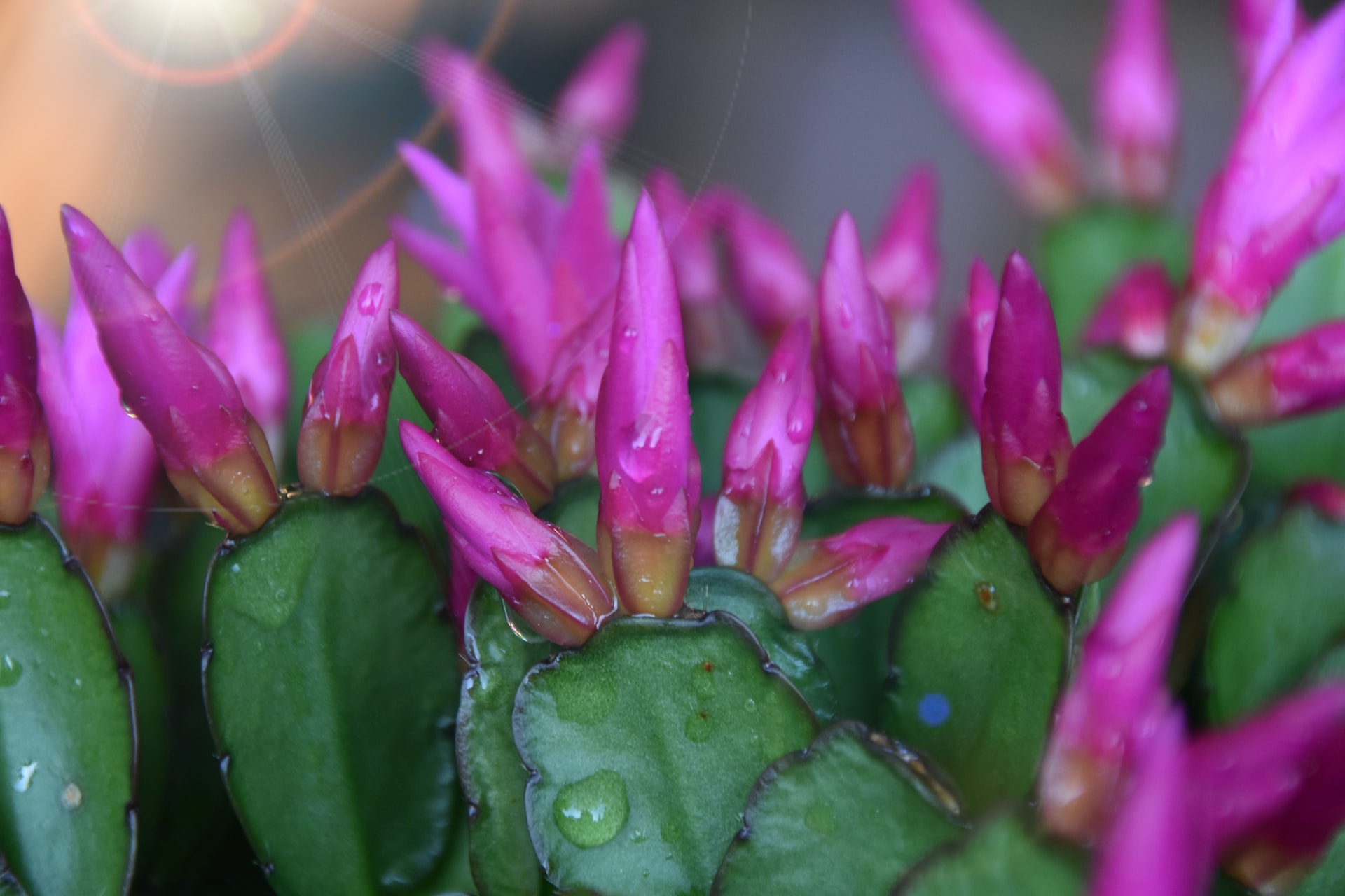 Closeup of pink buds on a Thanksgiving cactus