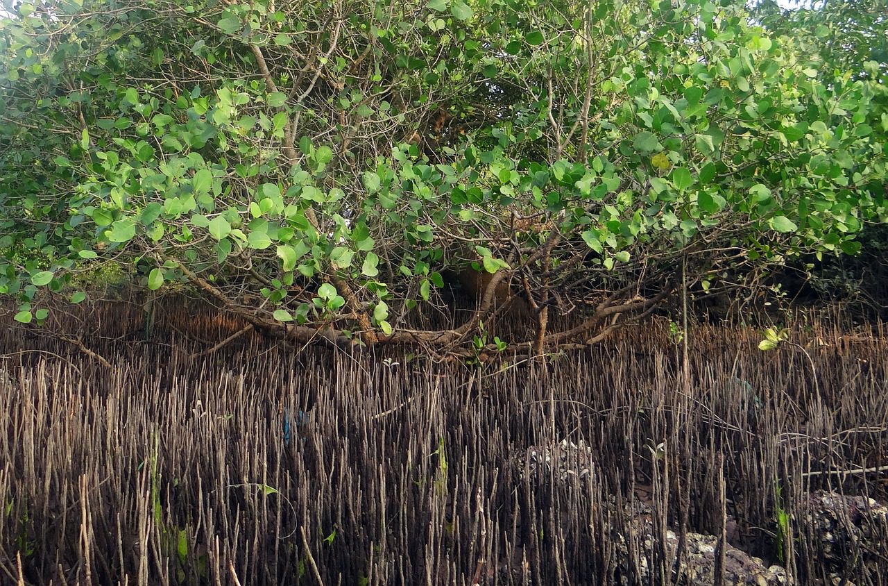 roots tree
