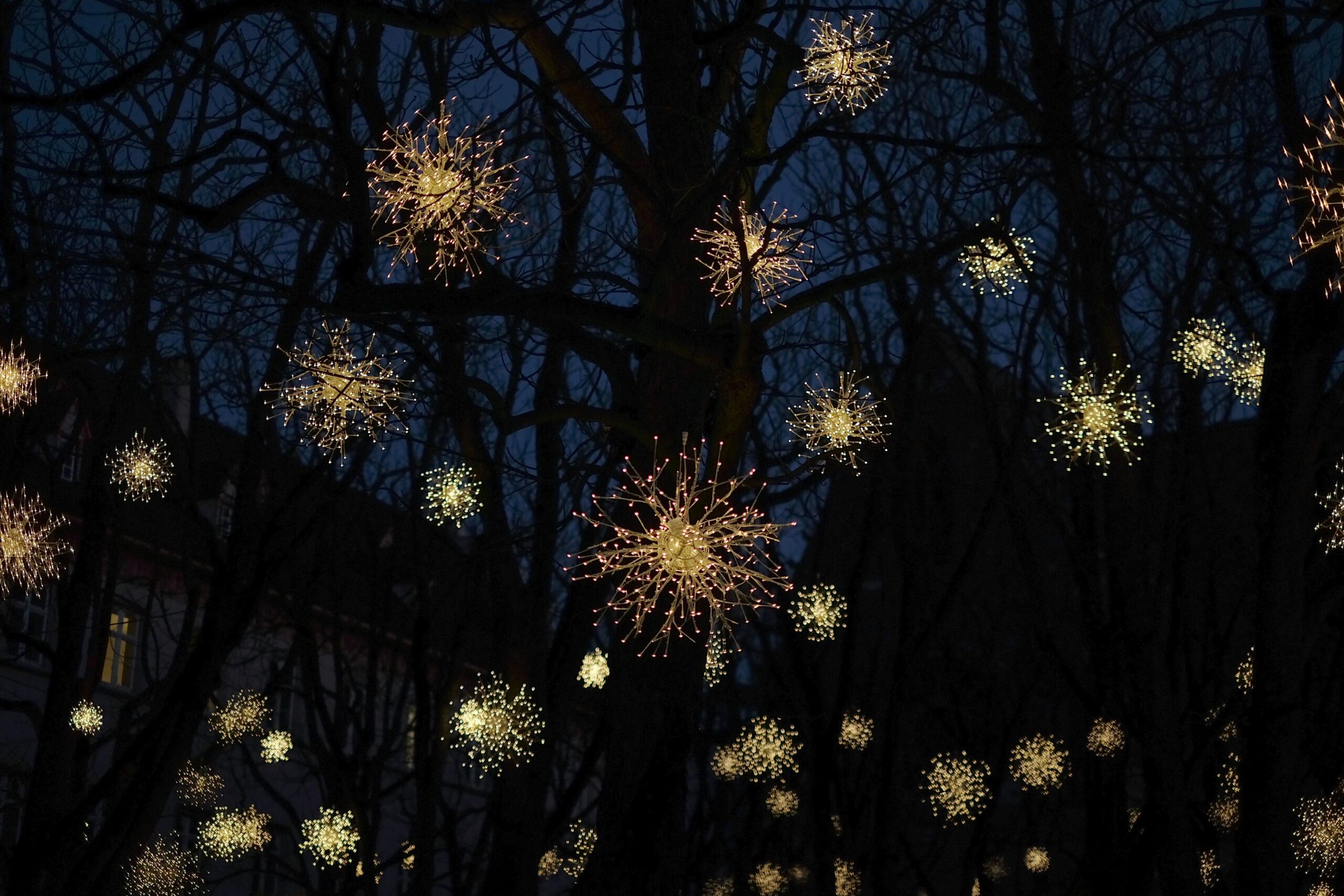 Round lights hanging in a tree at night