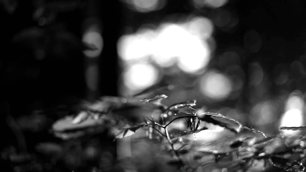 Soft focus black and white photo of leaves on the branch of a tree