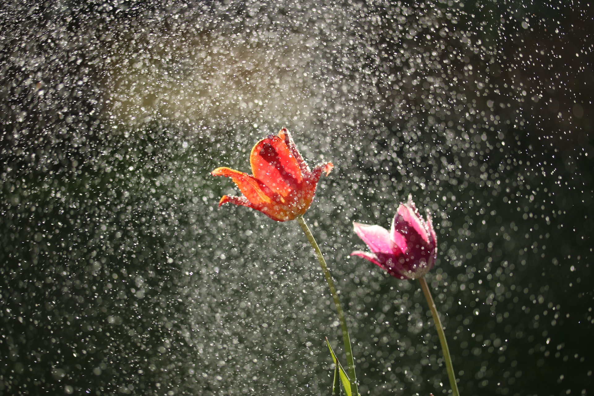 a red tulip and pink tulip in full bloom amidst rain illuminated by the sun