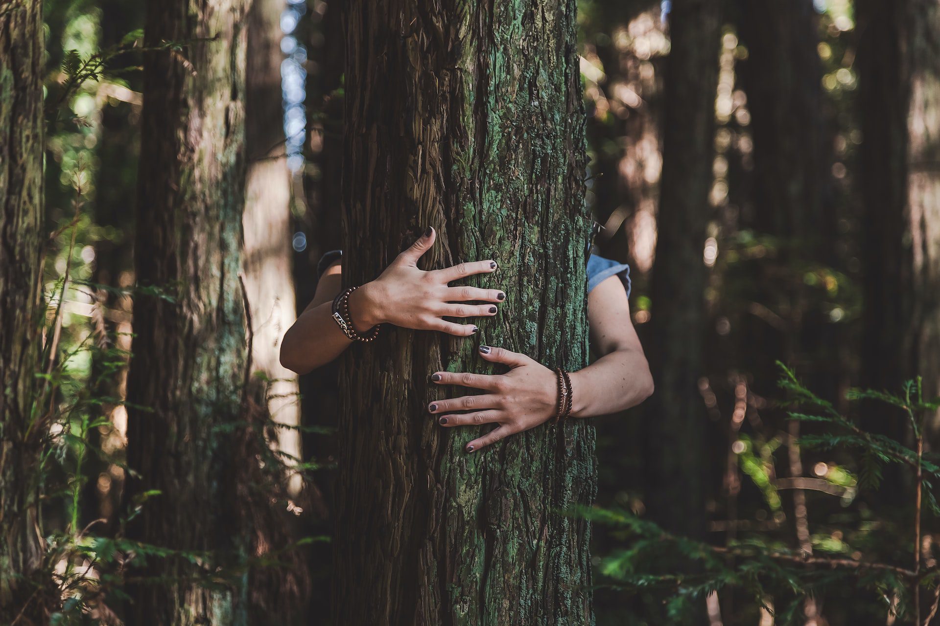 Persons arms wrapped around a tree trunk