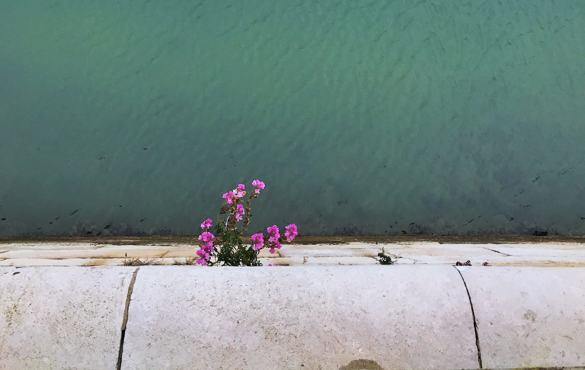 a patch of purple flowers growing out of a concrete wall above green water