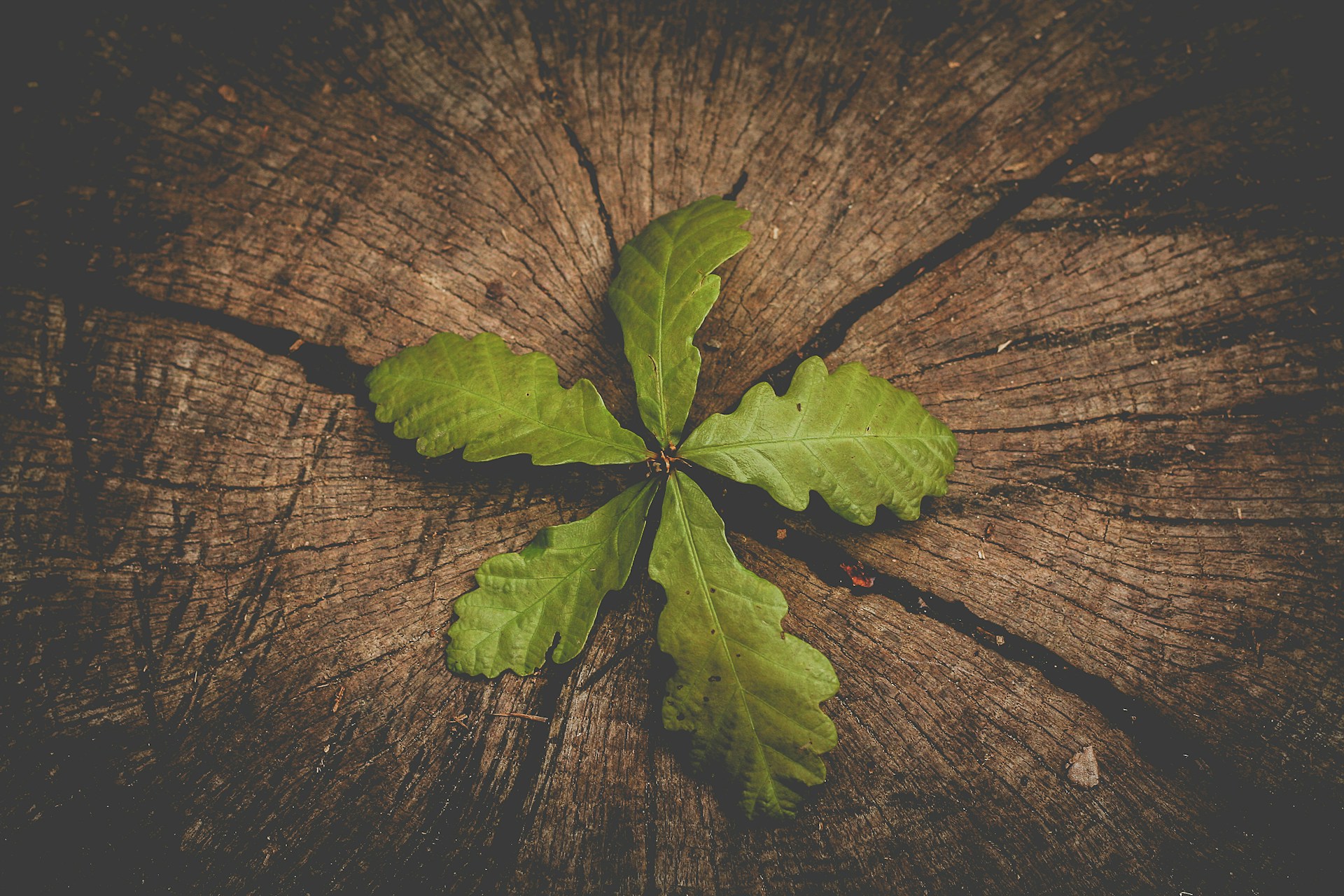 A green leaf emerging from the center of an old tree stump