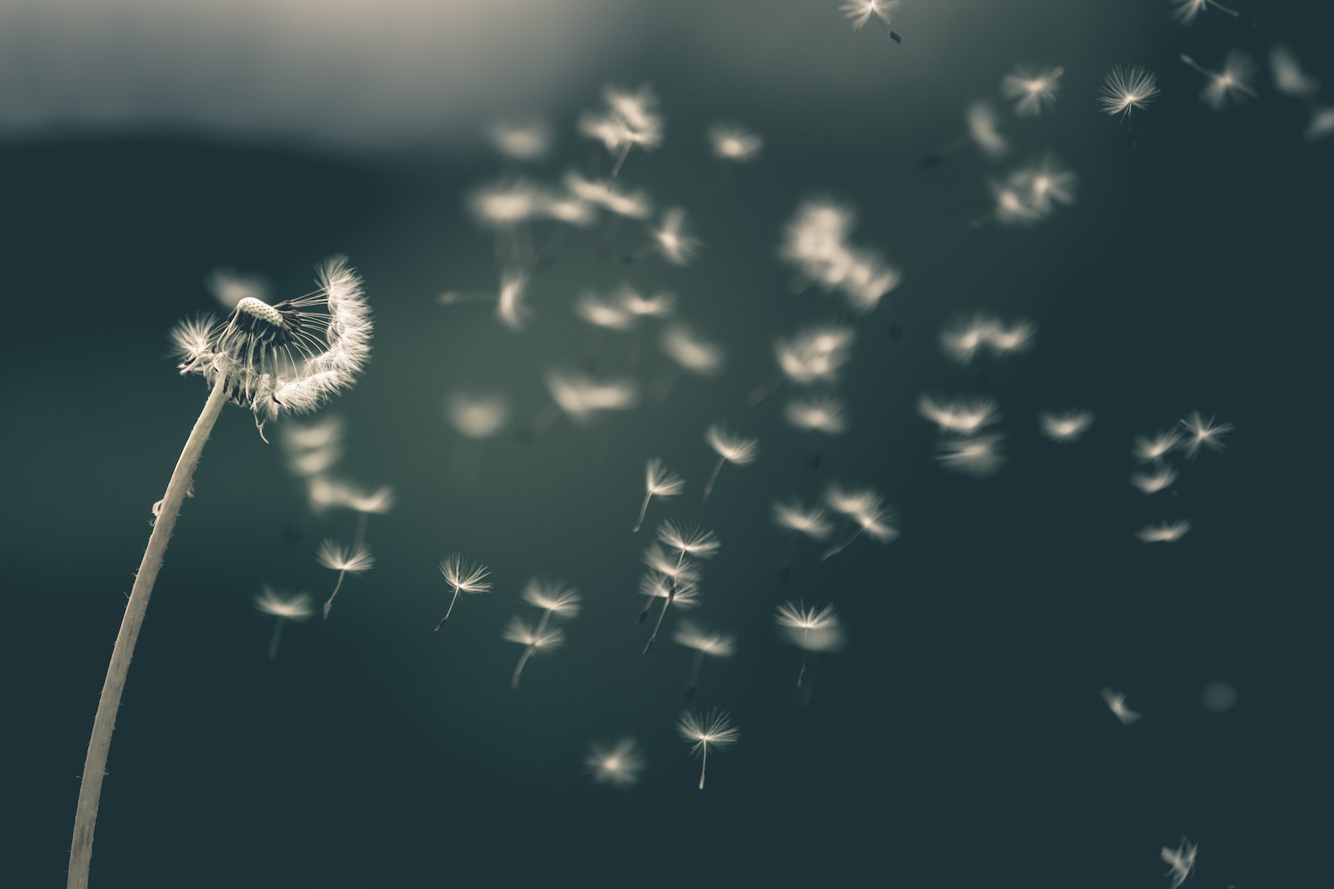 Dandelion seeds blowing in the wind against a deep blue background