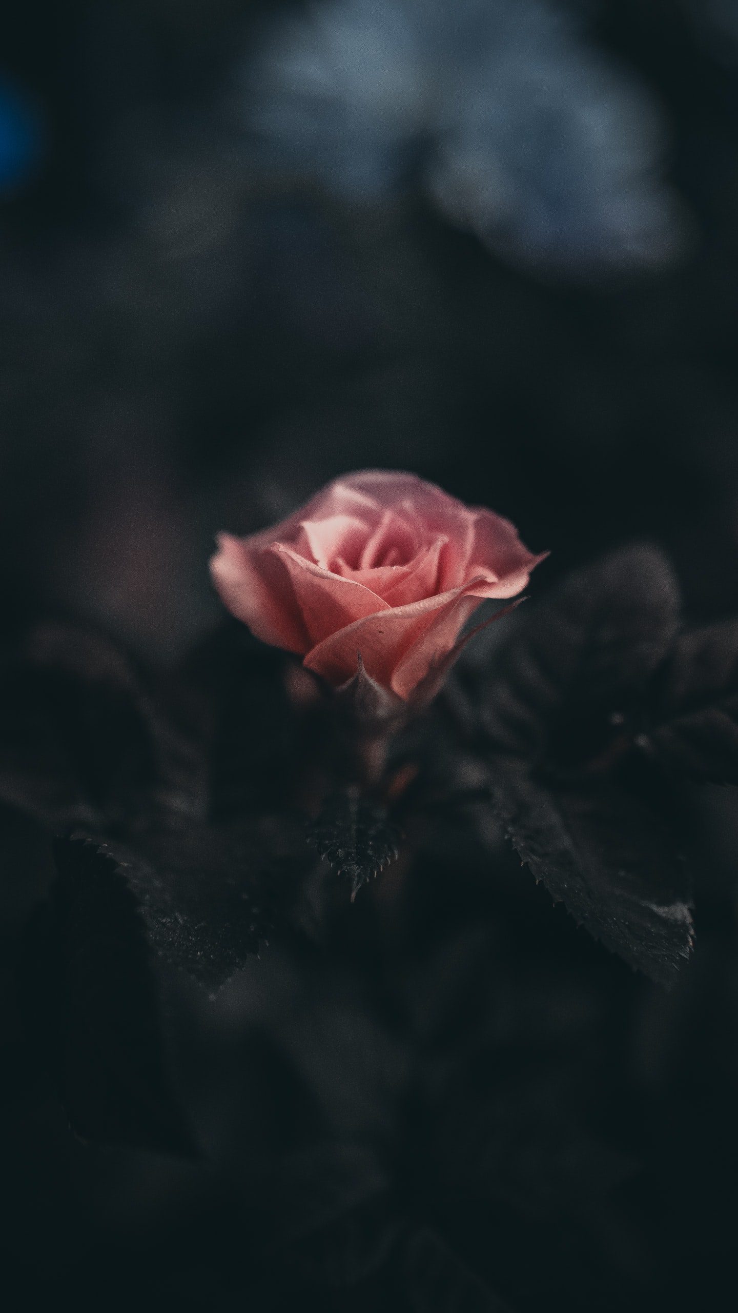 A single pink rose blooming in a dark landscape