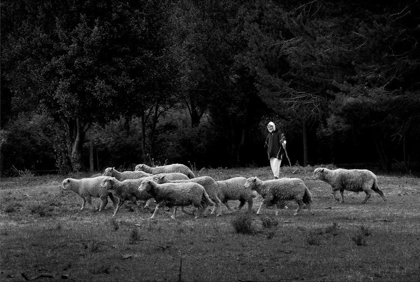 Br. Davd, sheep, Patagonia