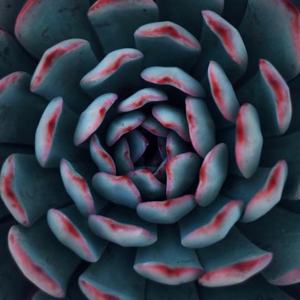 succulent-sq