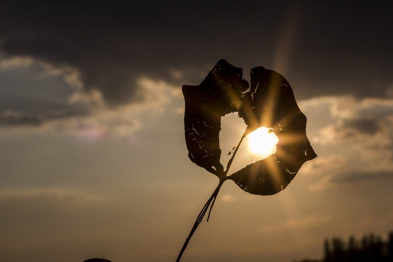 A leaf with a hole in the shape of a heart,with the sunlight coming through the hole.