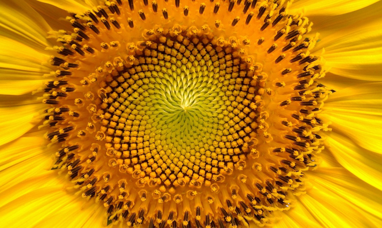close up of the center of a sunflower