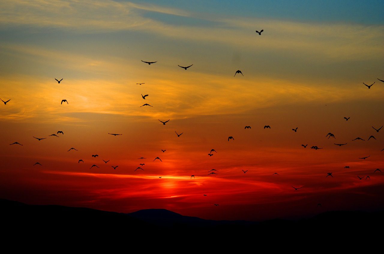 sunset, red, yellow, birds