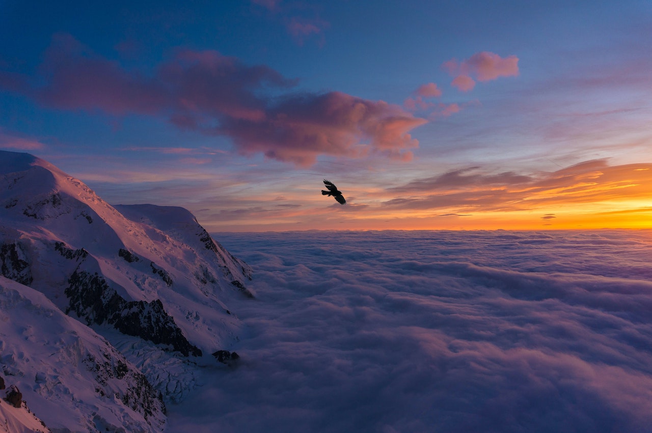 The silhouette of an eagle soaring at sunset