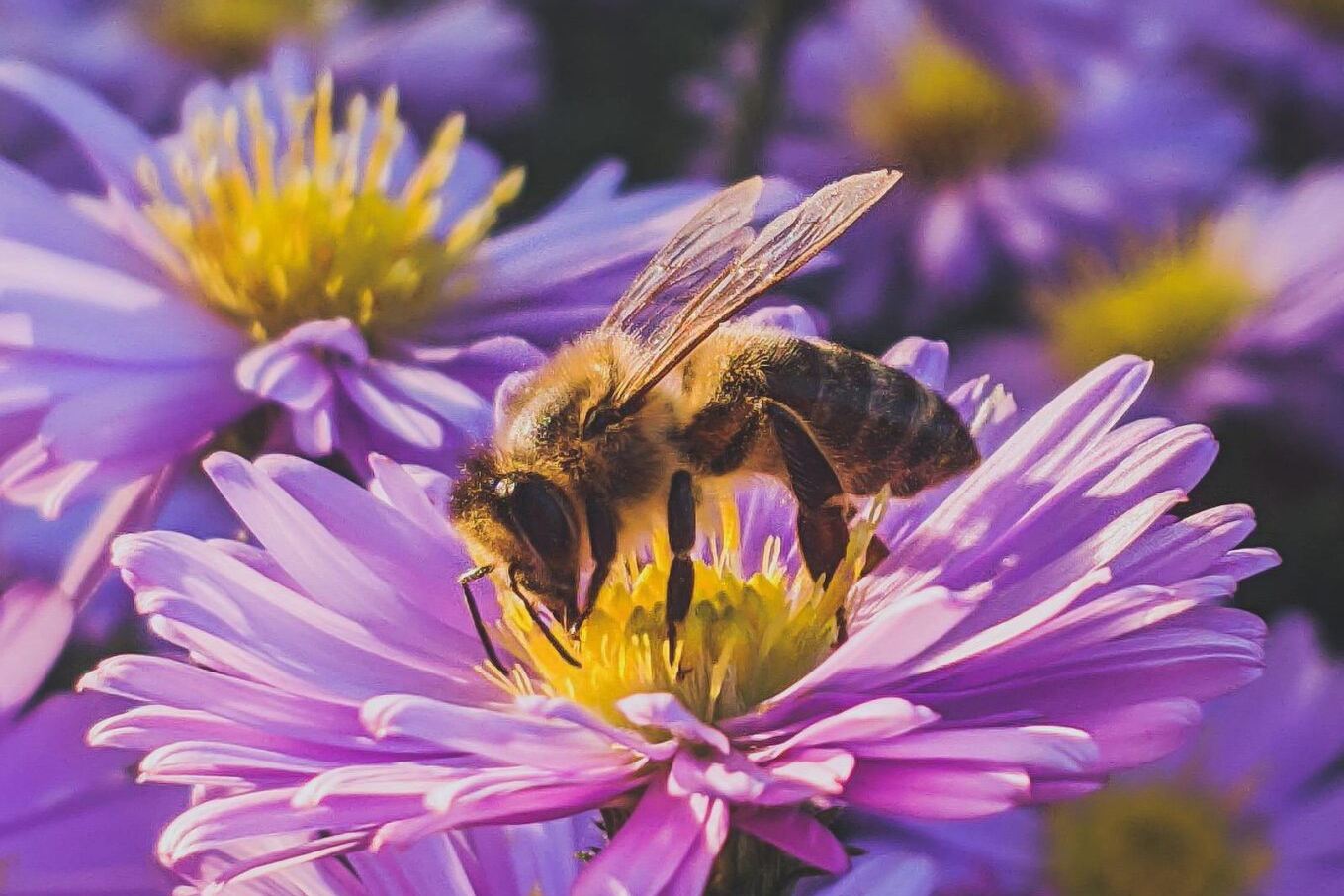 A bee on a purple and yellow flower, amidst others