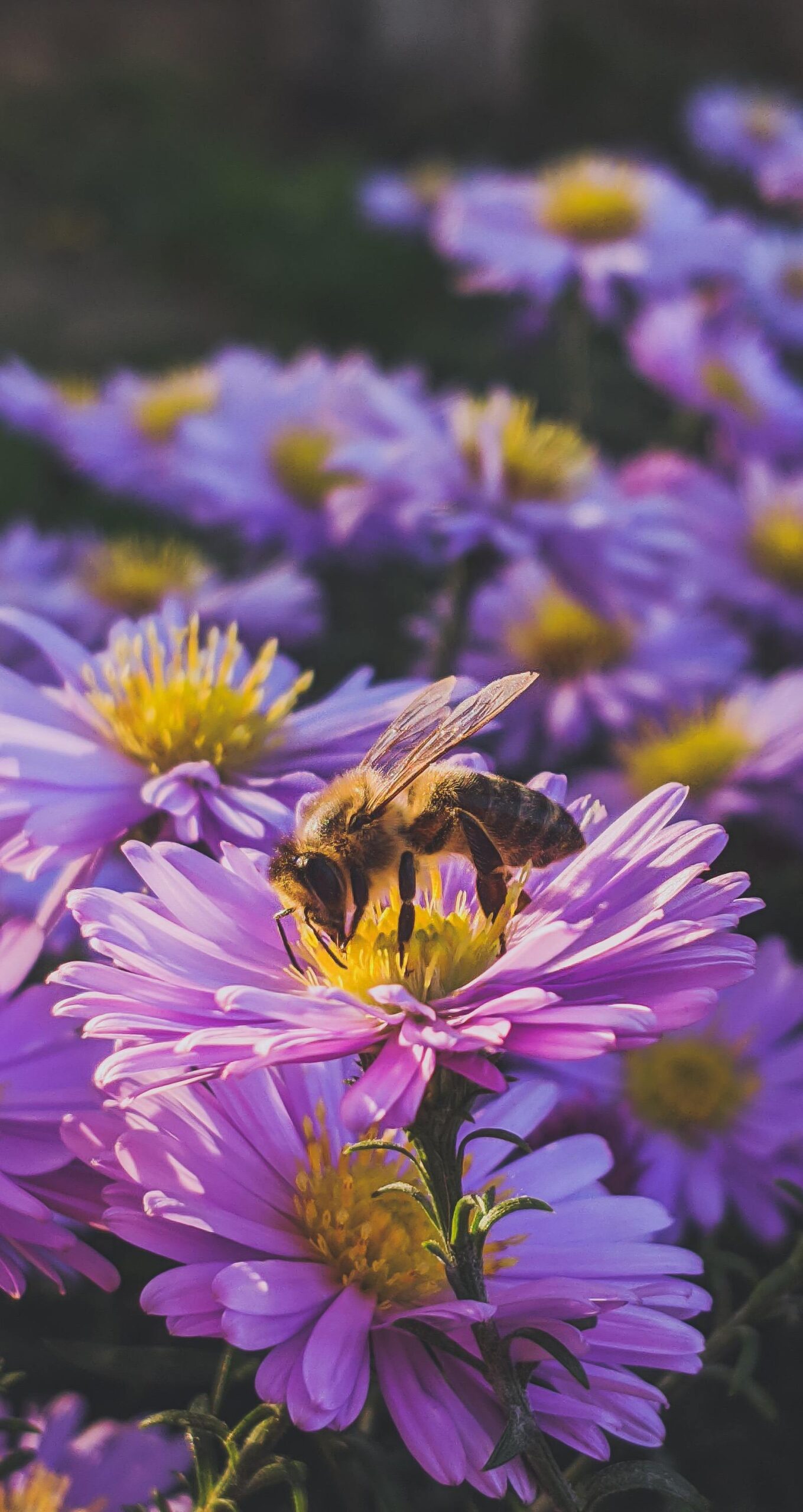 A bee on a purple and yellow flower, amidst others