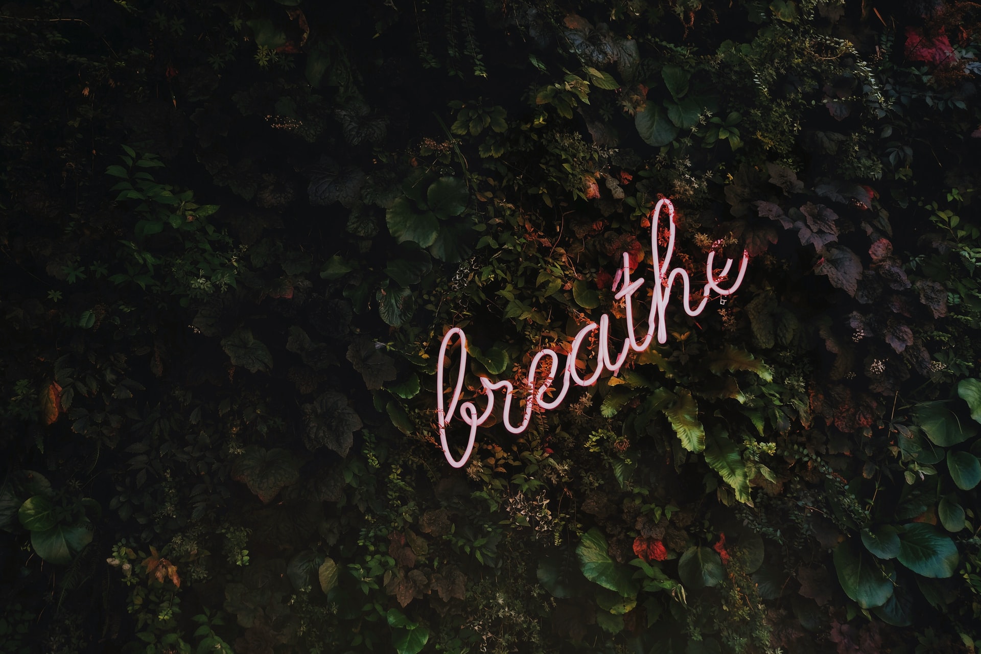 neon sign with the word "breathe" against a backdrop of dark green leaves