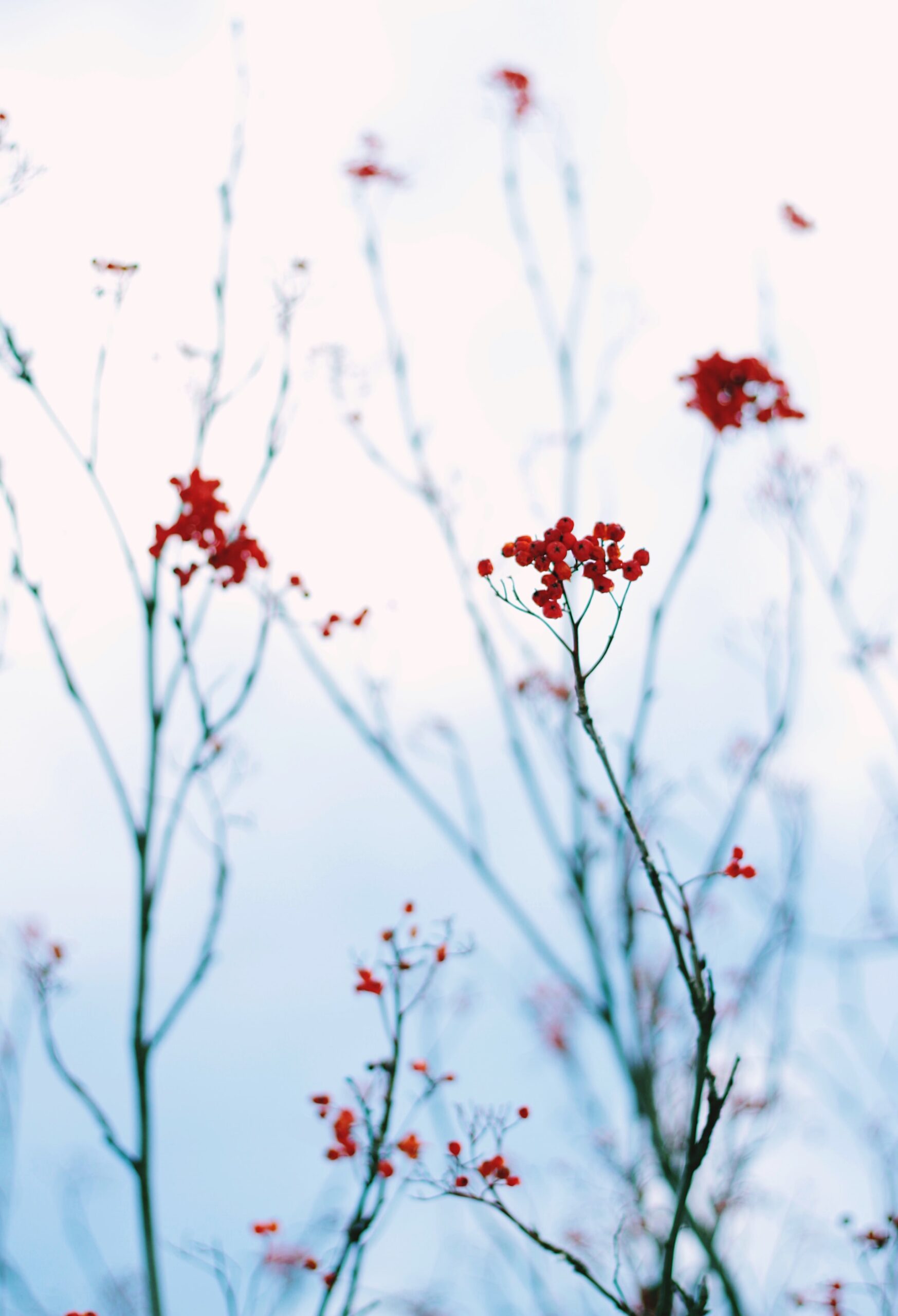 Clusters of red berries against the bluish white backdrop of snow