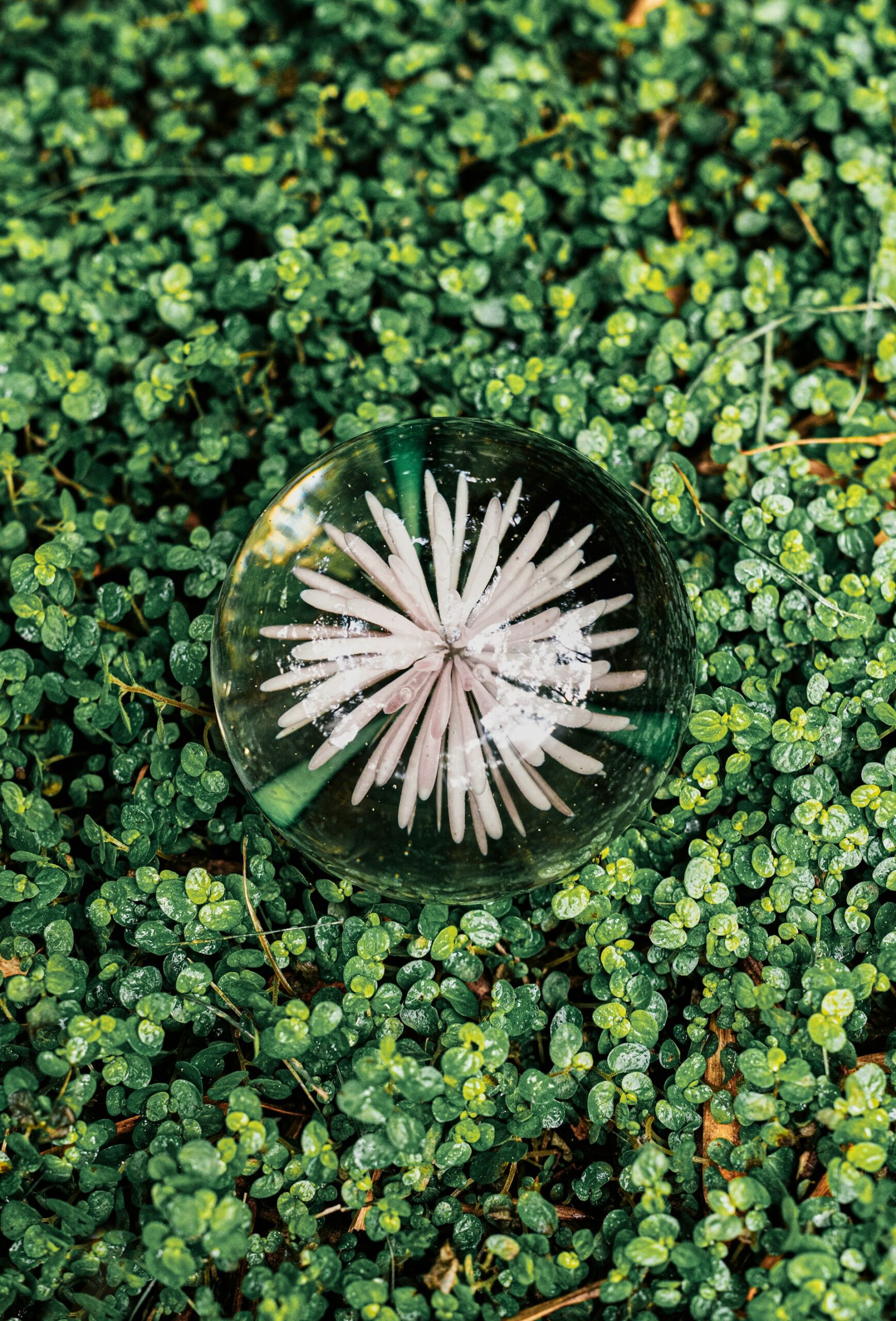 White flower inside of a water droplet atop lush greenery