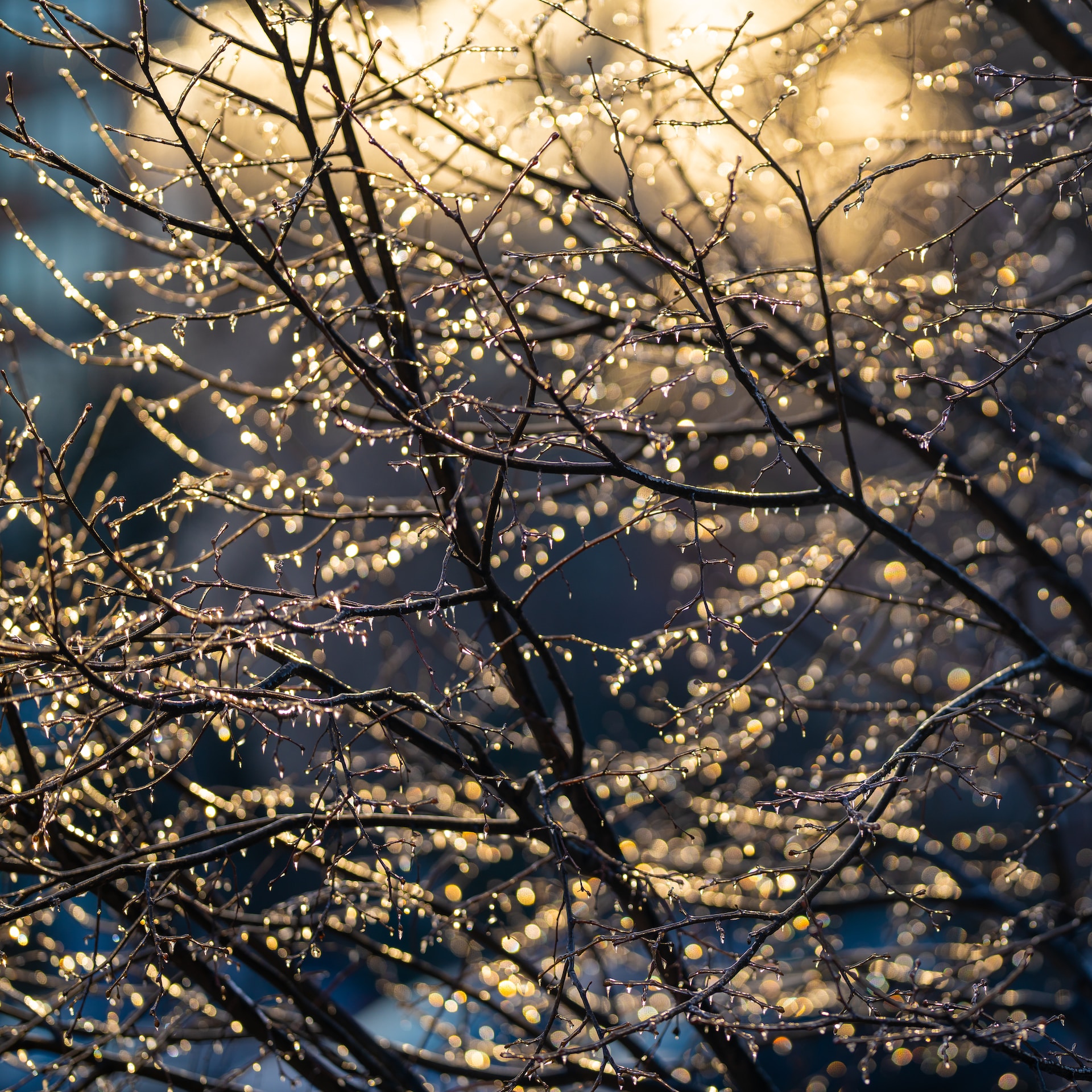 Water droplets on bare tree branches sparkling in the morning sun