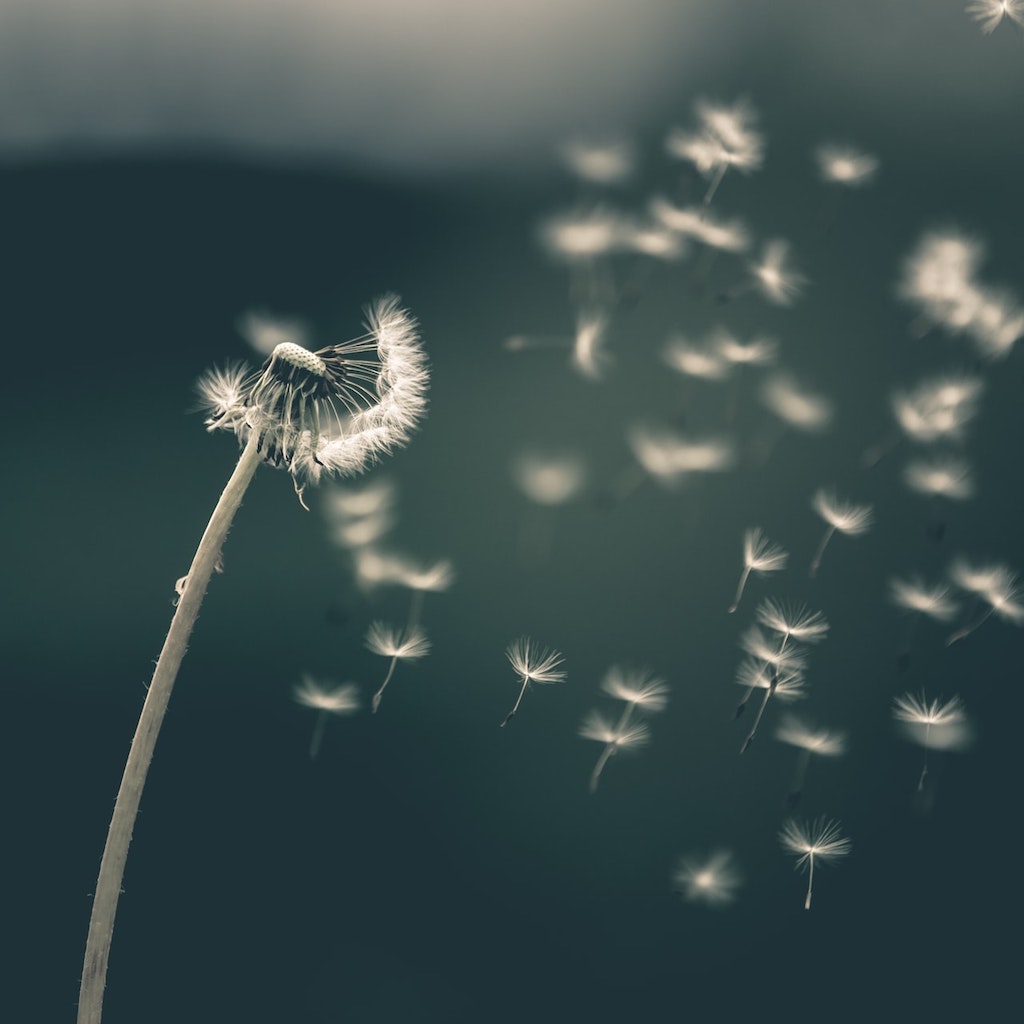 dandelion seeds being blown by the wind