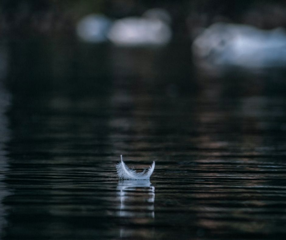 white feather on body of water in shallow focus photo