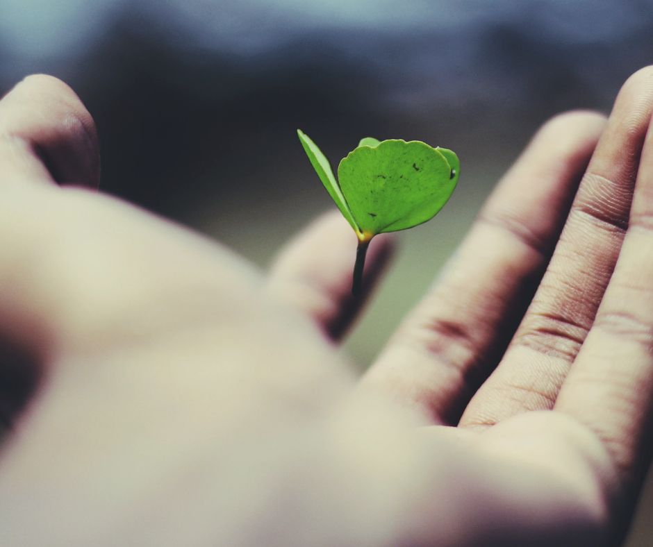 A small green sprout above a person's open hand